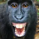 MonkeyFace