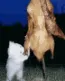 m_gatocomiendopollo