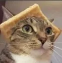 wafflecat