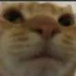 meow
