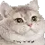 cat_excited