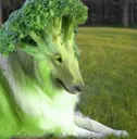 brocollie
