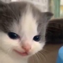 catto_hehe Discord emoji