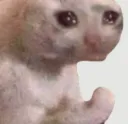 catfist