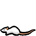 Rimworld_rat