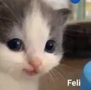 feli