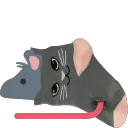 rat_in_cat_sock