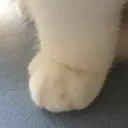 angrypaw
