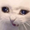 CatScream