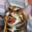 spaghetti_cat