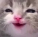 8CatSmug