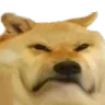 dogfrown