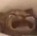 cat_cry