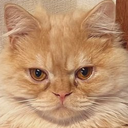 GoroNyan Discord emoji