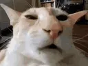 guhcat