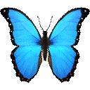 gbutterfly3