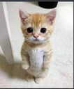 hello