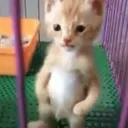 flex