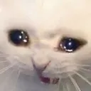 CatCri
