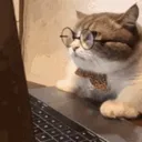 computercat