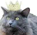 Gato4