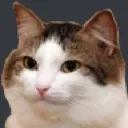 chonk_stare