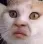 Catmood Discord Emoji
