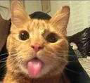 FruityCat