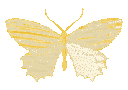 7361yellowbutterflyholo