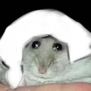 Hampmoth