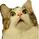 CatofDani Discord Emoji