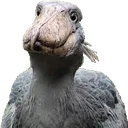 mhmmbill