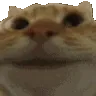 catyes catyes