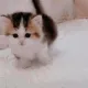 zzzzz_OR_catt