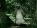 racoonwiggle