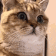 CatStaring Discord Emoji
