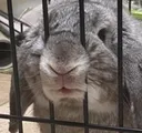 minbunny minbunny