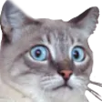 casOhmy