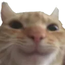 smilekot smilekot