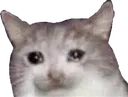 catcry catcry