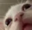 wha wha