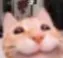 cute_lil_kitty