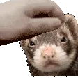 odieferretpet odieferretpet
