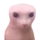 b4bingus