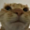 cccatwhat Discord Emoji