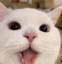 catpog
