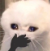 EH_cat_ohmy Discord emoji