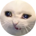sadcat sadcat