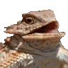 huehue huehue
