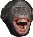 MONKEK